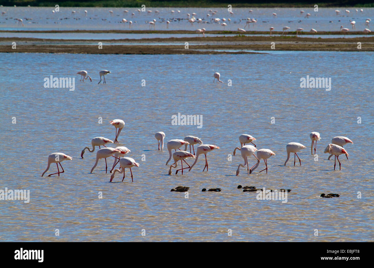 greater flamingo (Phoenicopterus roseus, Phoenicopterus ruber roseus), lots of birds standing in shallow water looking for food, Spain, Andalusia, Coto De Donana National Park, El Rocio Stock Photo
