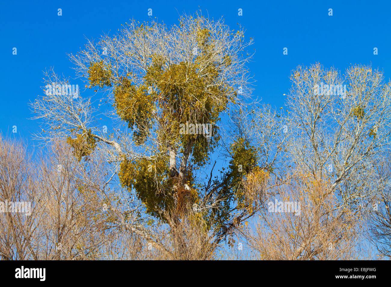 Colorado Desert mistletoe, bigleaf mistletoe, Christmas mistletoe (Phoradendron macrophyllum), on a cottonwood, USA, Arizona, Salt river Stock Photo