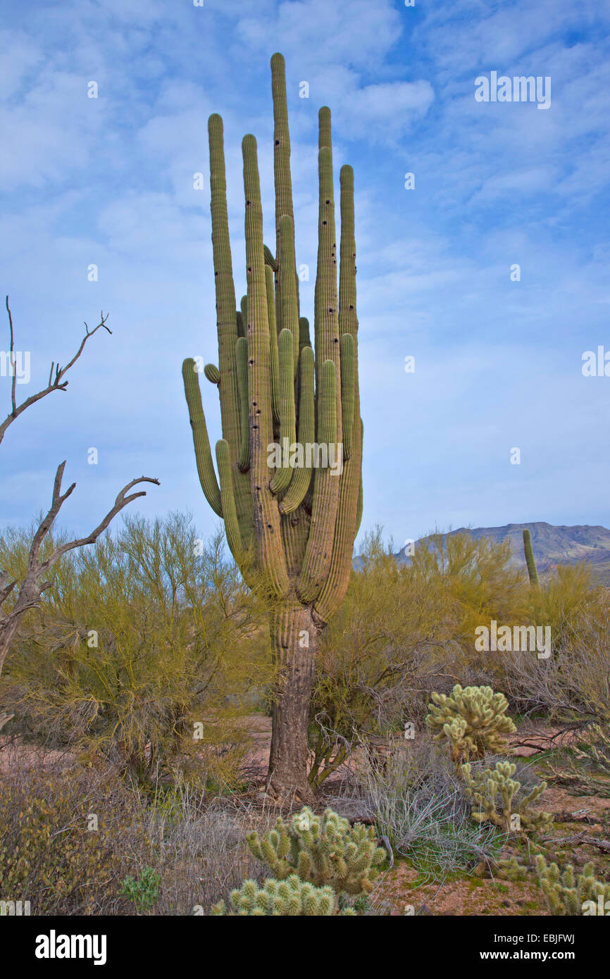 saguaro cactus (Carnegiea gigantea, Cereus giganteus), 20 m high individual, USA, Arizona Stock Photo