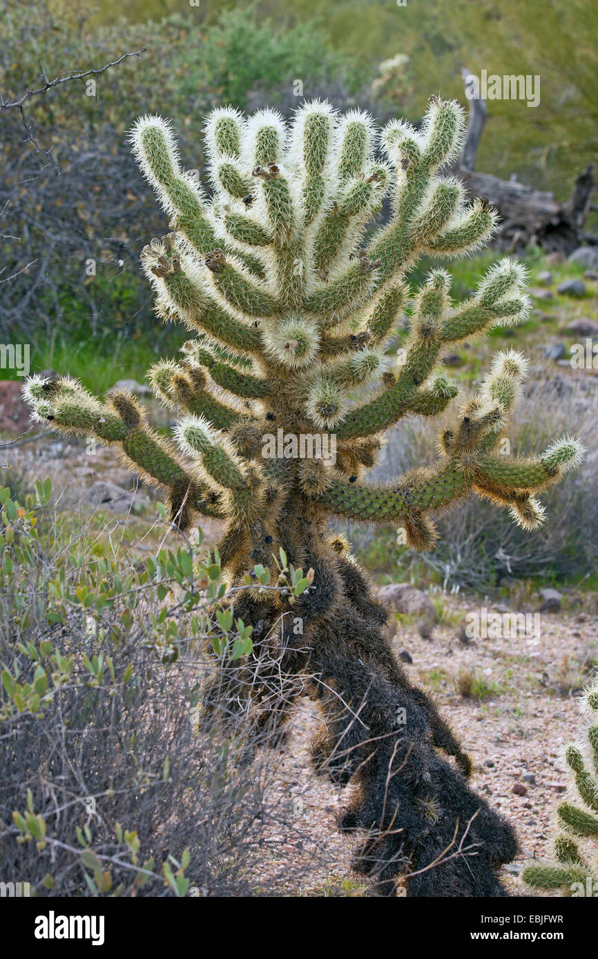 Teddybear cholla, Jumping Cholla, Silver cholla (Opuntia bigelovii, Cylindropuntia bigelovii