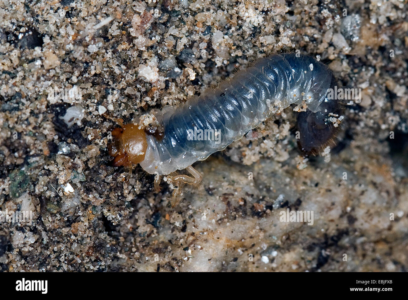 Summer chafer (Amphimallon solstitiale, Rhizotragus solstitialis), larva on soil ground, Germany Stock Photo