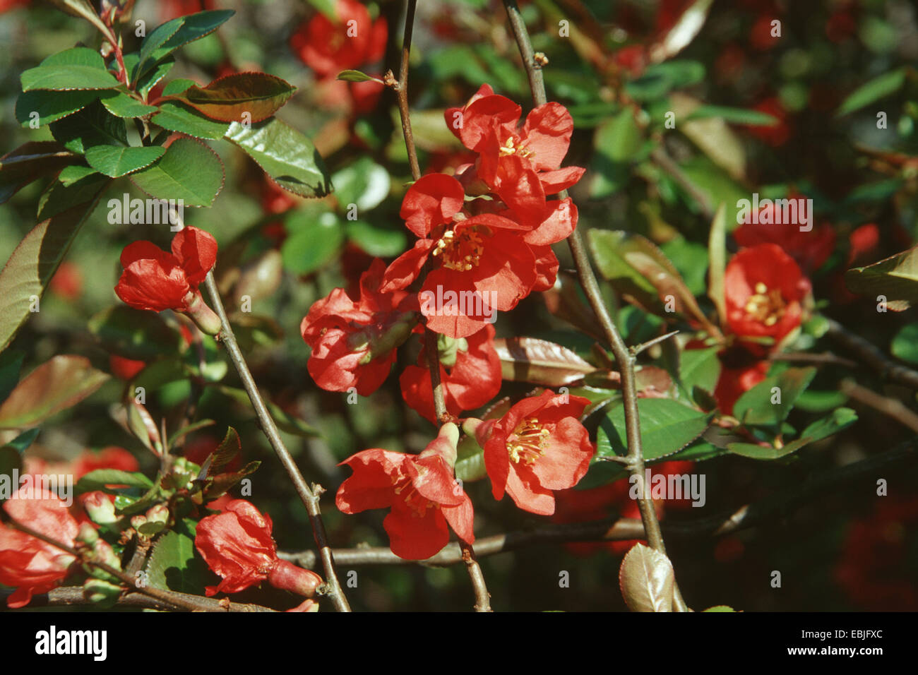 Japanese quince (Chaenomeles japonica, Choenomeles japonica), blooming