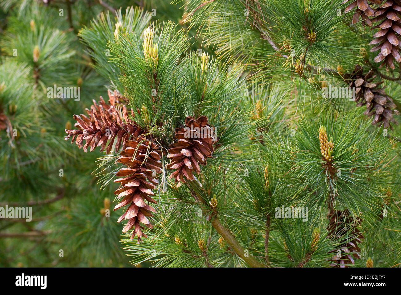 Macedonian pine,  Balkan pine (Pinus peuce), branch with cones Stock Photo