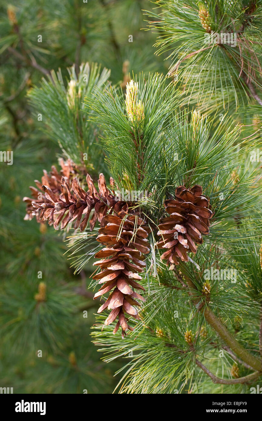 Macedonian pine,  Balkan pine (Pinus peuce), branch with cones Stock Photo