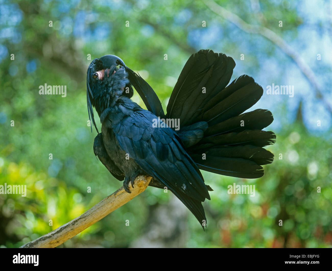 palm cockatoo (Probosciger aterrimus), sitting on a branch, Australia Stock Photo