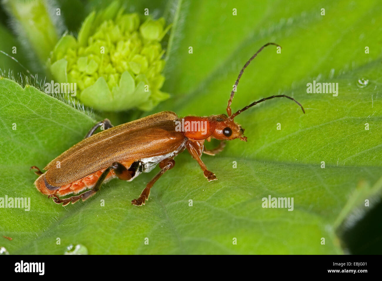 Variable cantharid, Variable soldier beetle (Cantharis livida), light form, Germany Stock Photo