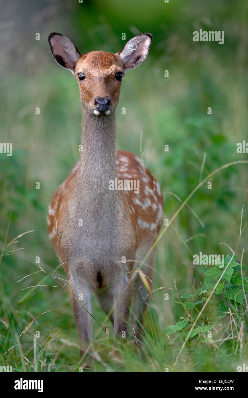 Japanese sika deer (Cervus nippon nippon), hind, Denmark Stock Photo