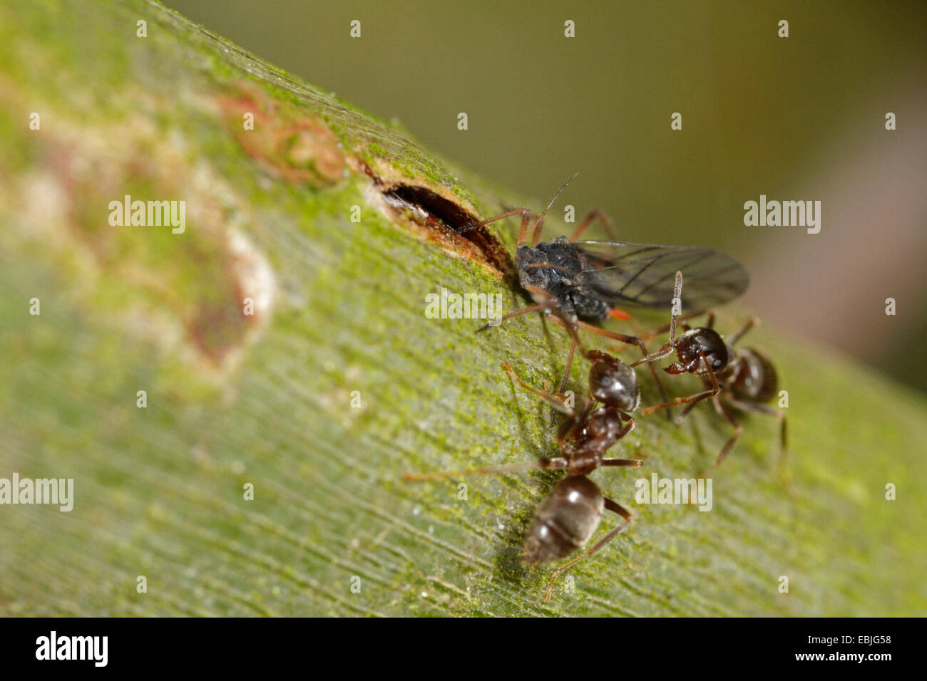 Two black garden ants tending to a winged aphid hires stock