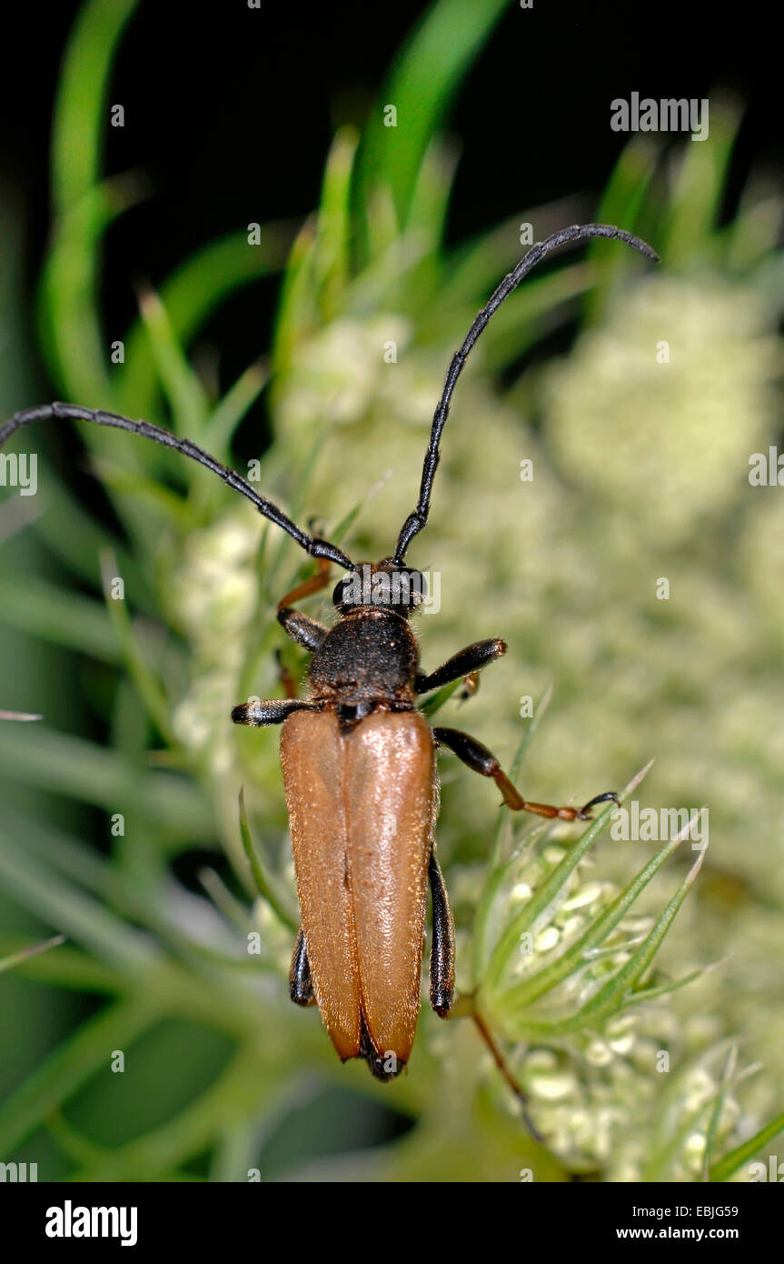 Red Longhorn Beetle (Anoplodera rubra, Stictoleptura rubra, Leptura rubra, Corymbia rubra, Aredolpona rubra), sitting on a flower, Germany Stock Photo