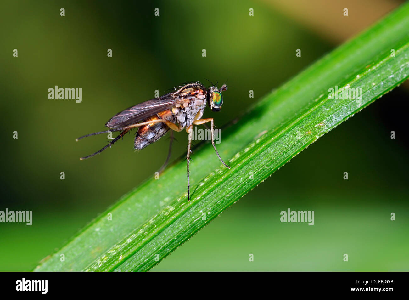 long-legged fly (Dolichopus spec.), sitting ion a grass blade, Germany Stock Photo