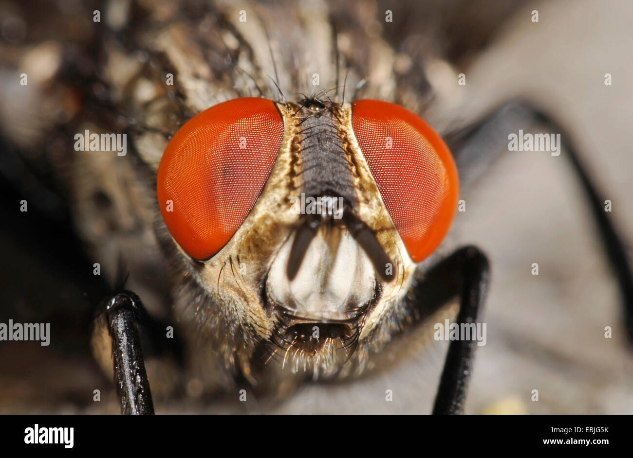 house fly (Musca spec.), Fly with big eyes, Germany Stock Photo
