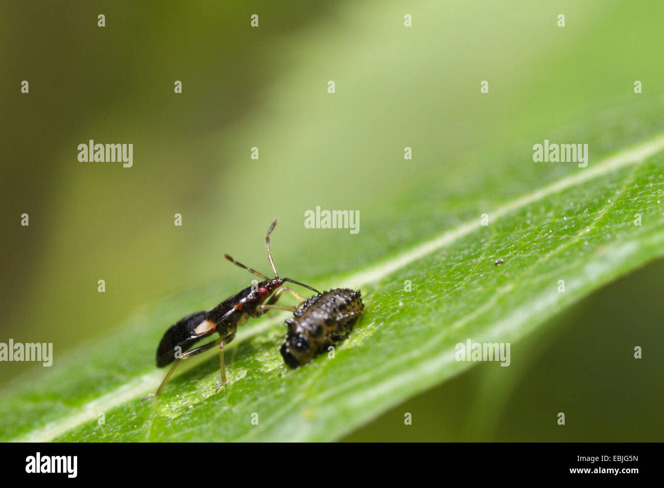 Pirate bugs hires stock photography and images Alamy