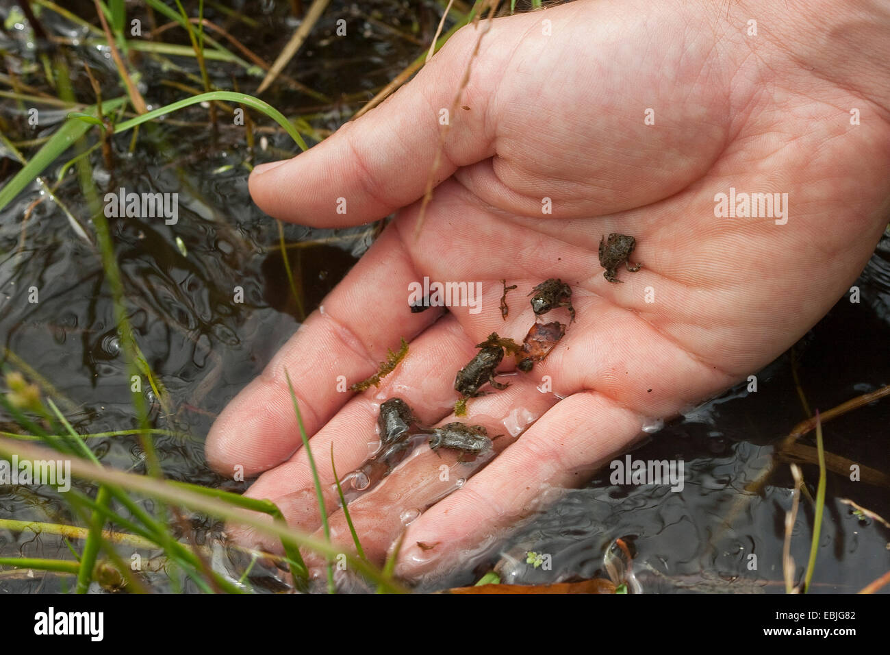 Green toad, Variegated toad (Bufo viridis), young toads being released into a wetland by a biologist as part of an amphibian protection program Stock Photo