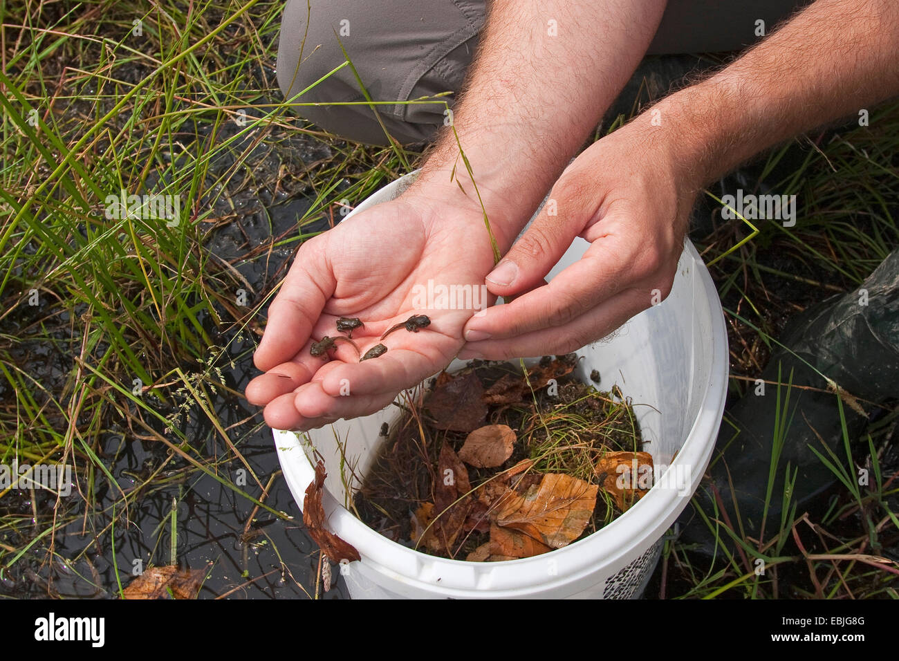 Green toad, Variegated toad (Bufo viridis), young toads being released into a wetland by a biologist as part of an amphibian protection program Stock Photo