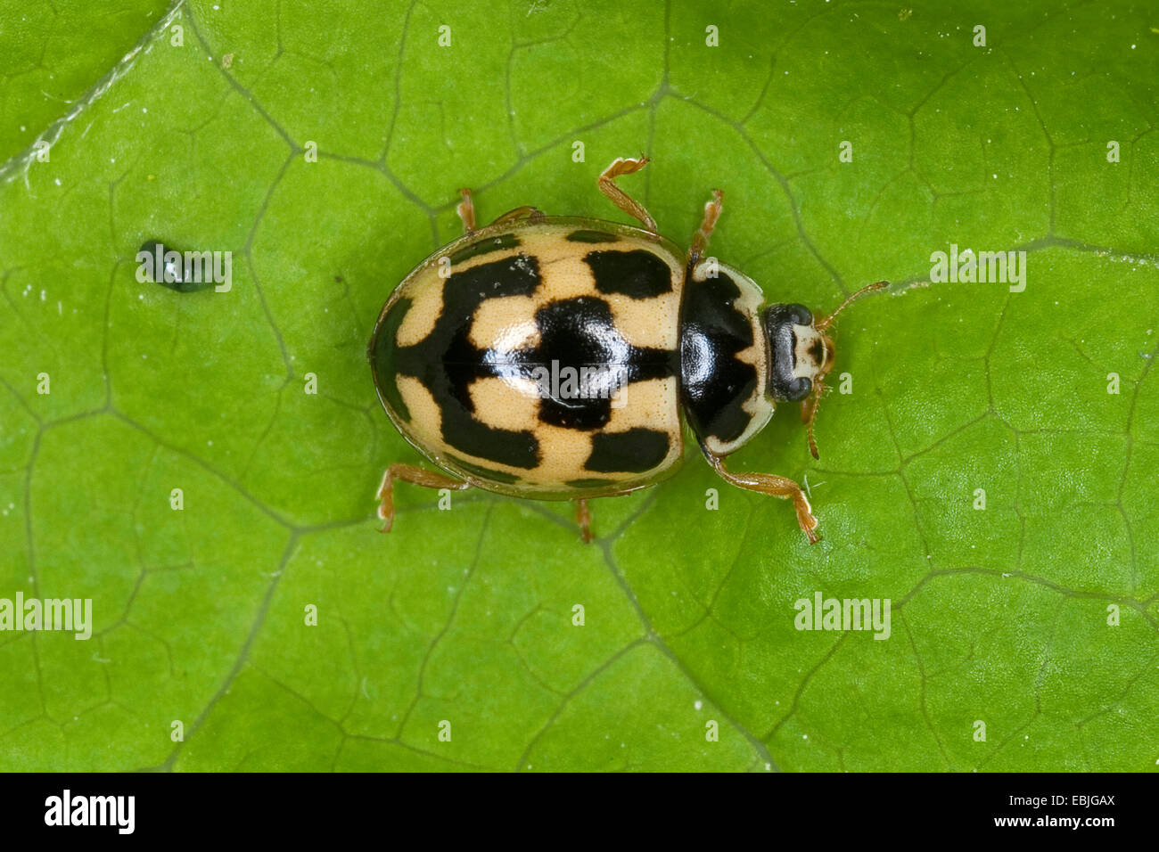fourteen-spot ladybird (Propylea quatuordecimpunctata), sitting on a leaf, Germany Stock Photo