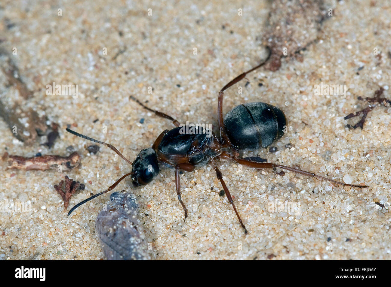 wood ant (Formica spec., (F. rufa oder F. polyctena)), queen on the ground, Germany Stock Photo