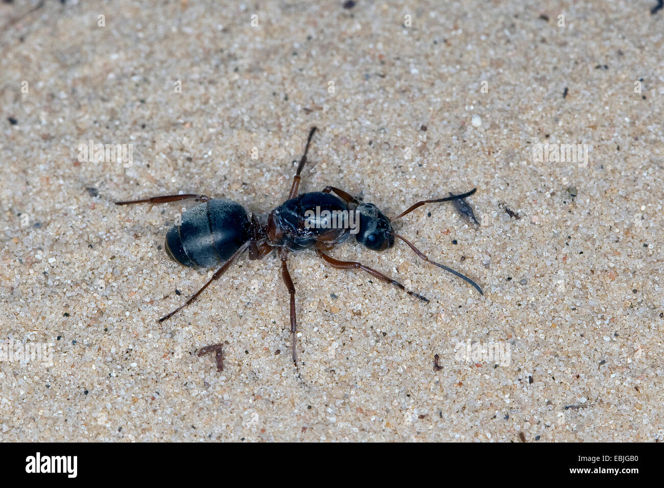 wood ant (Formica spec., (F. rufa oder F. polyctena)), queen on the ground, Germany Stock Photo