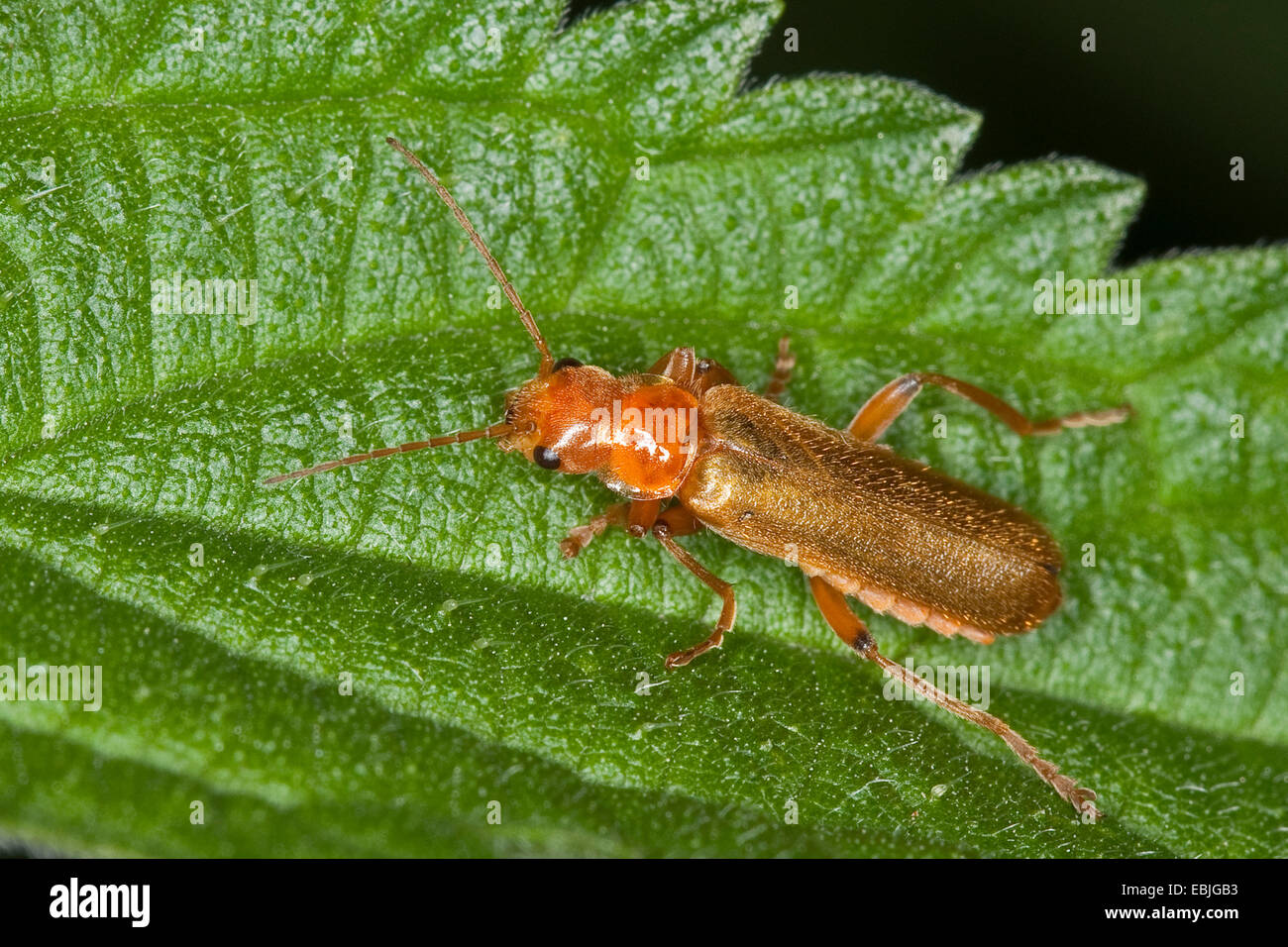 Soldier Beetle (Cantharis cryptica), sitting on a leaf, Germany Stock Photo