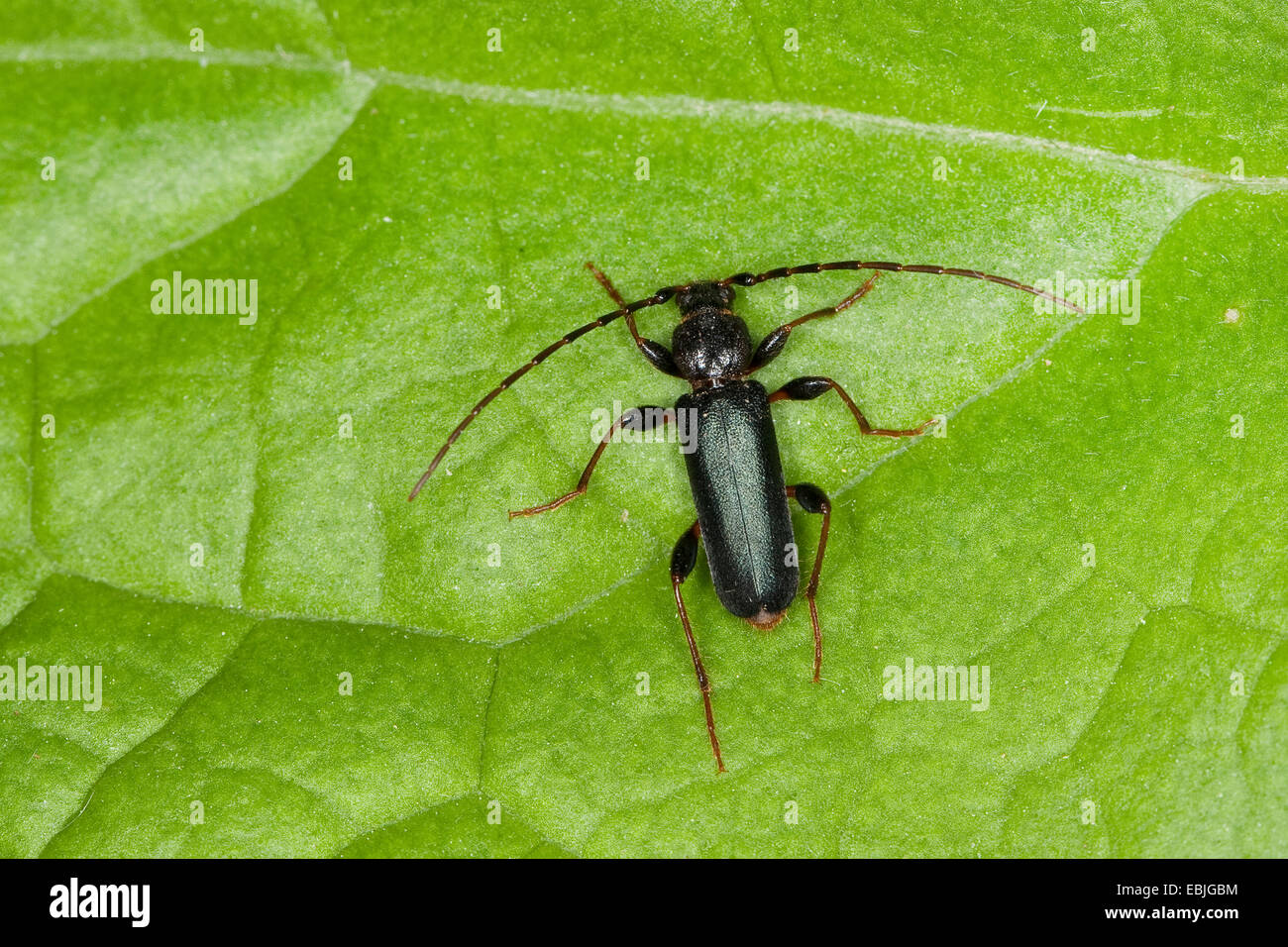 Tanbark borer (Phymatodes testaceus), sitting on a leaf, Germany Stock Photo
