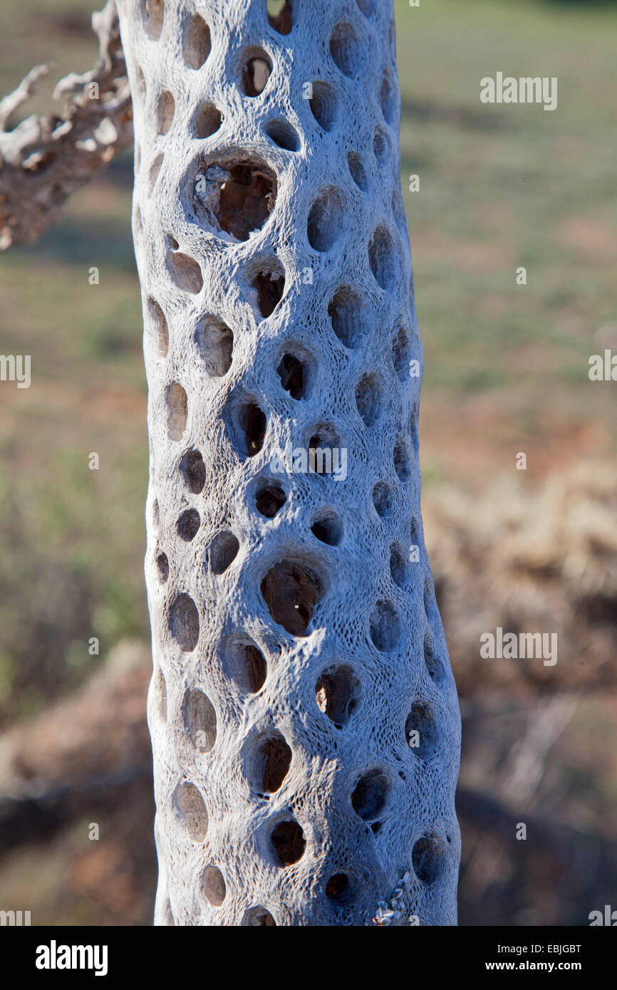 Teddybear cholla, Jumping Cholla, Silver cholla (Opuntia bigelovii, Cylindropuntia bigelovii