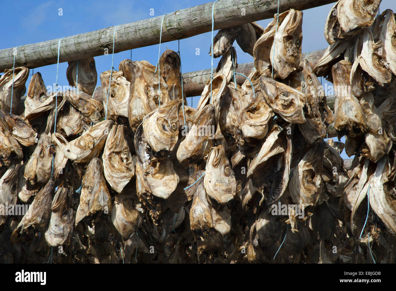 stock fishes, Iceland, Reykjanes Peninsula Stock Photo - Alamy