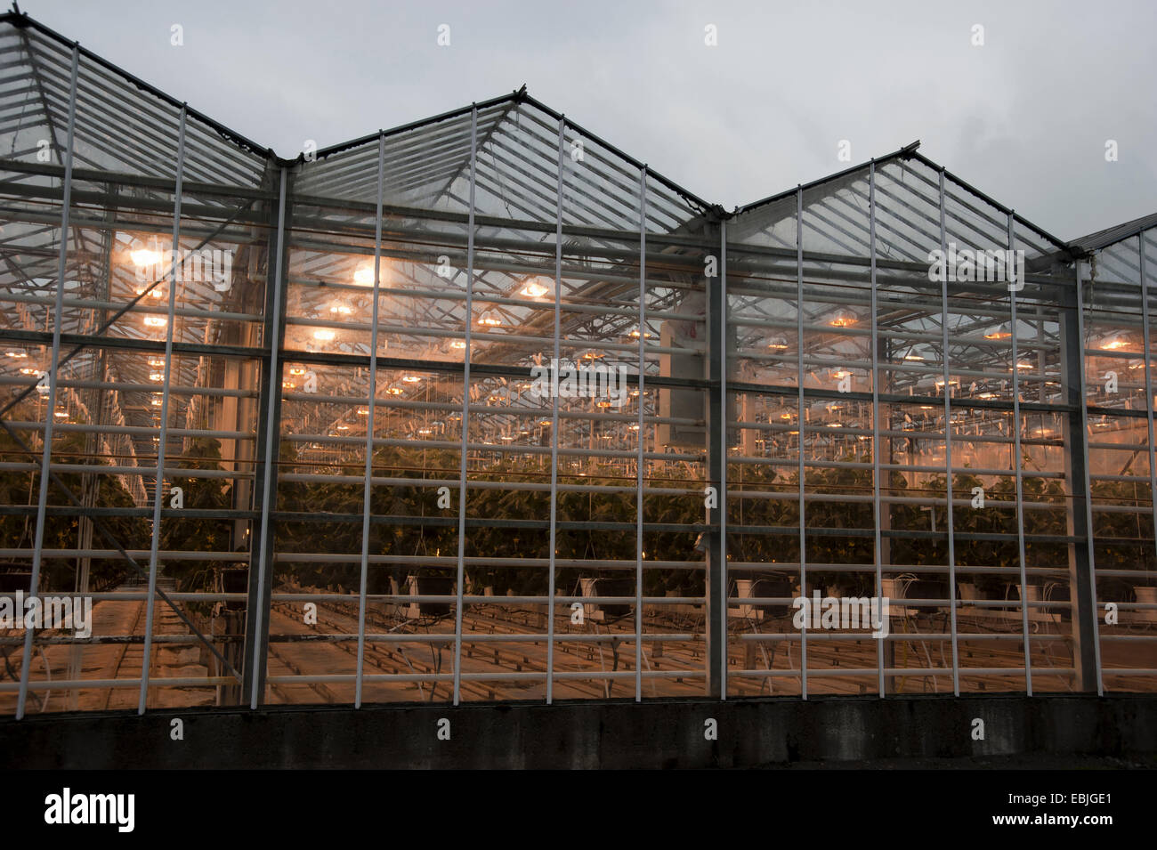 greenhouse, Iceland, Reykholt Stock Photo