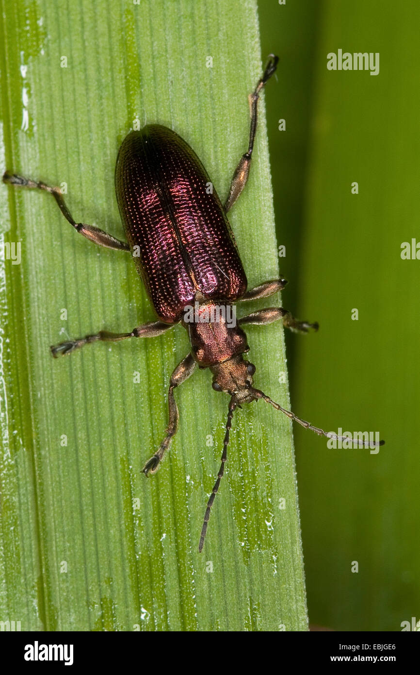reed beetle, reed-beetle (Plateumaris sericea), sitting on a reed blade, deutschlnad Stock Photo