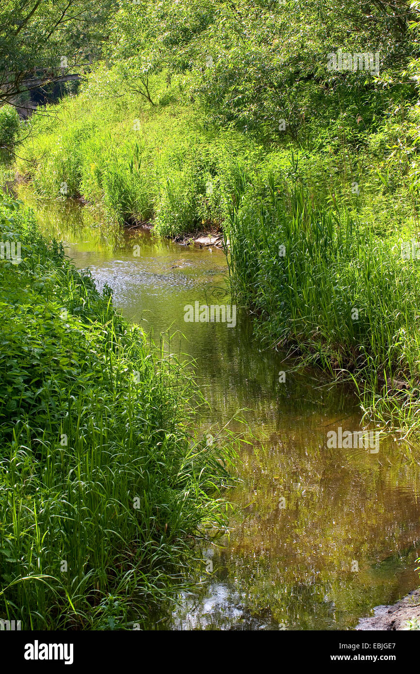 brook through a meadow with affluent riparian vegetation, Germany Stock Photo