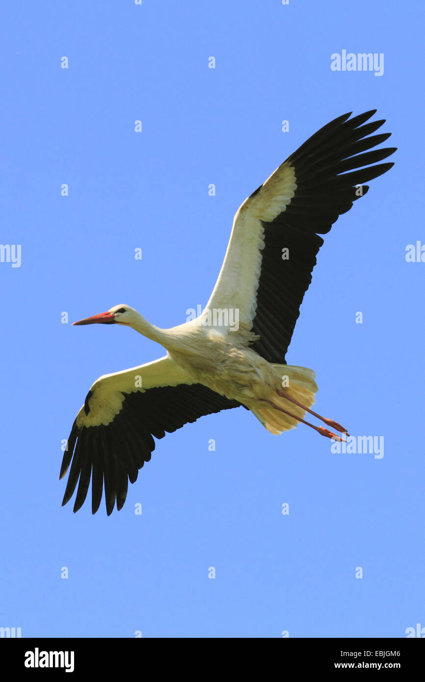 white stork (Ciconia ciconia), flying, Switzerland Stock Photo
