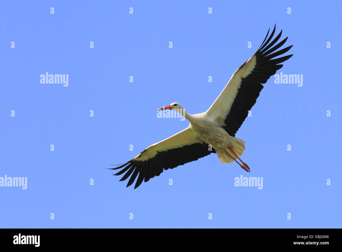 white stork (Ciconia ciconia), flying, Switzerland Stock Photo