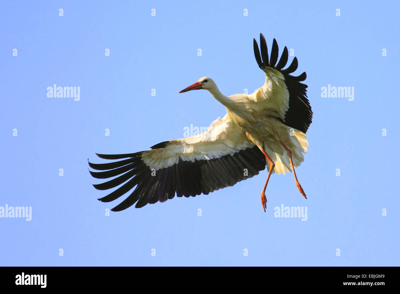 white stork (Ciconia ciconia), landing, Switzerland Stock Photo