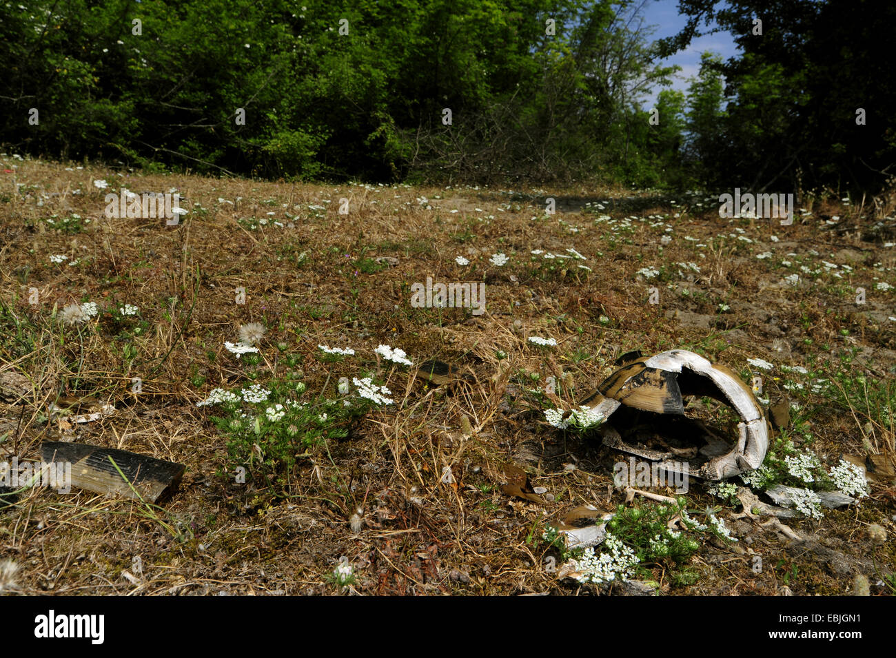 Hermann's tortoise, Greek tortoise (Testudo hermanni), destroyed turtle shell on the ground, Greece, Macedonia Stock Photo