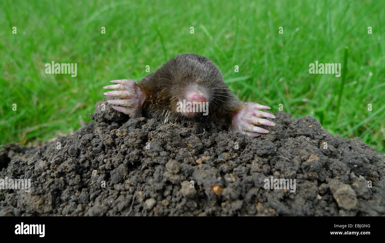 European mole (Talpa europaea), looking out of a molehill in meadow, Germany Stock Photo