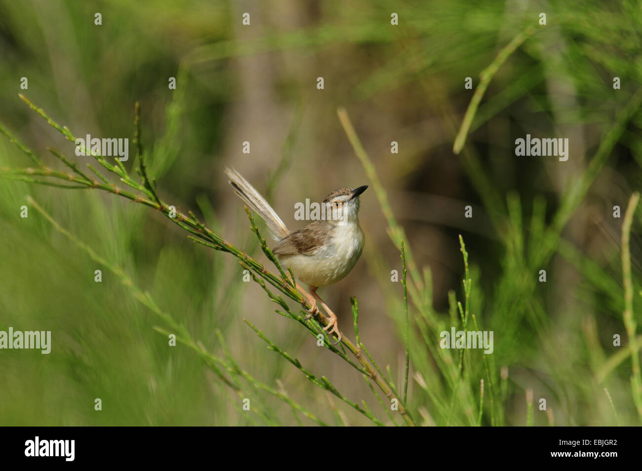 Pirnia hires stock photography and images Alamy