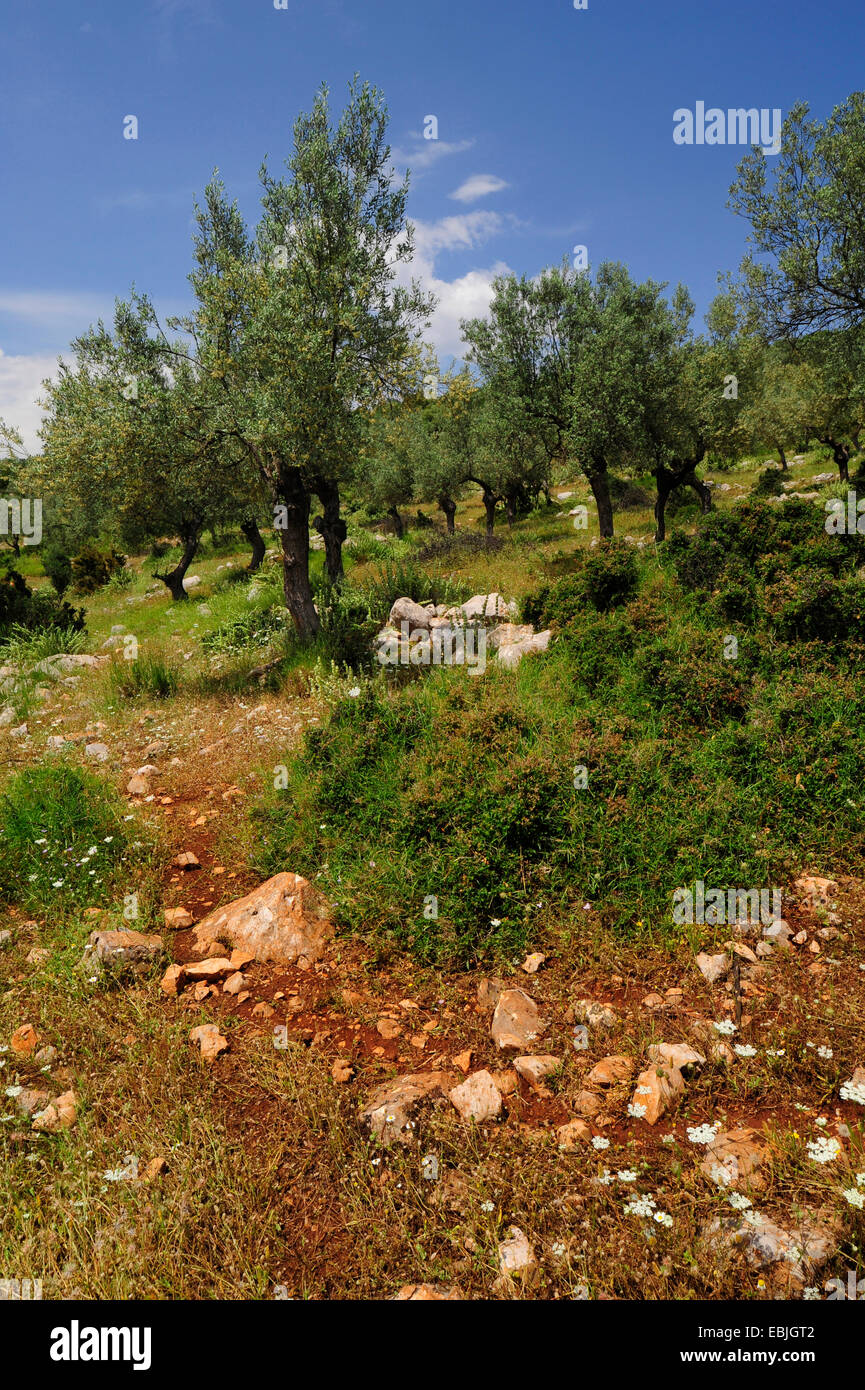 abandoned olive grove on the Peloponnese, Greece, Peloponnese, Laconia Stock Photo