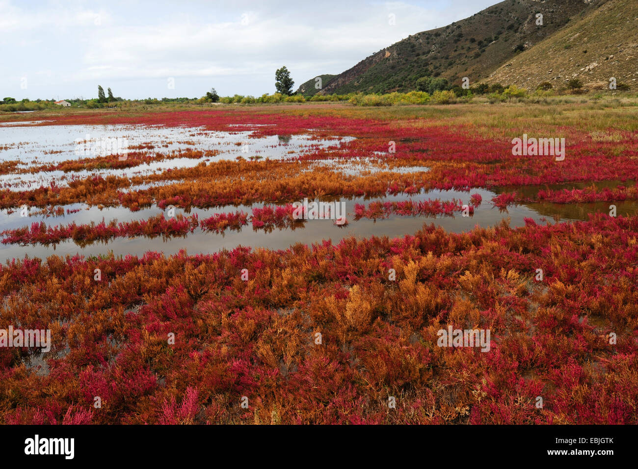 glasswort (Salicornia cf. ramosissima), in the bay of Gialova, salt marsh, Greece, Peloponnese, Strofilia, Natura 2000 Stock Photo