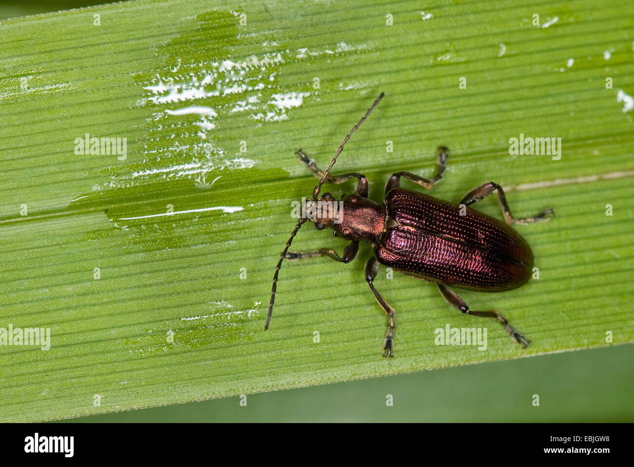 reed beetle, reed-beetle (Plateumaris sericea), sitting on a reed blade, deutschlnad Stock Photo
