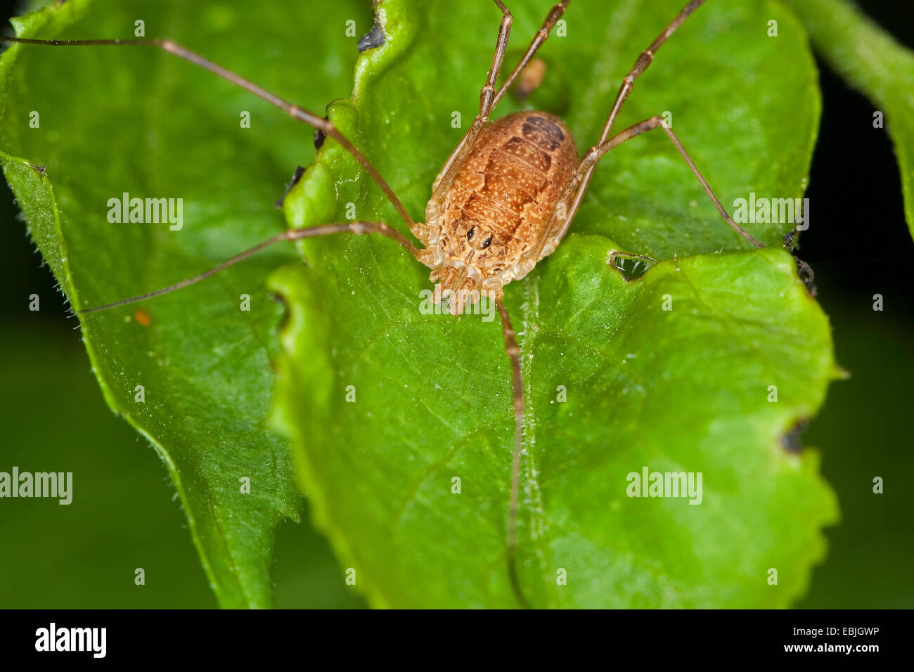 harvestmen, daddy longlegs (Rilaena triangularis, Opilio triangularis, Platybunus triangularis, Paraplatybunus triangularis), female sitting on a leaf, Germany Stock Photo