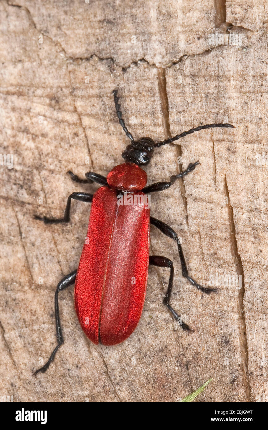 Scarlet fire beetle hi-res stock photography and images - Alamy