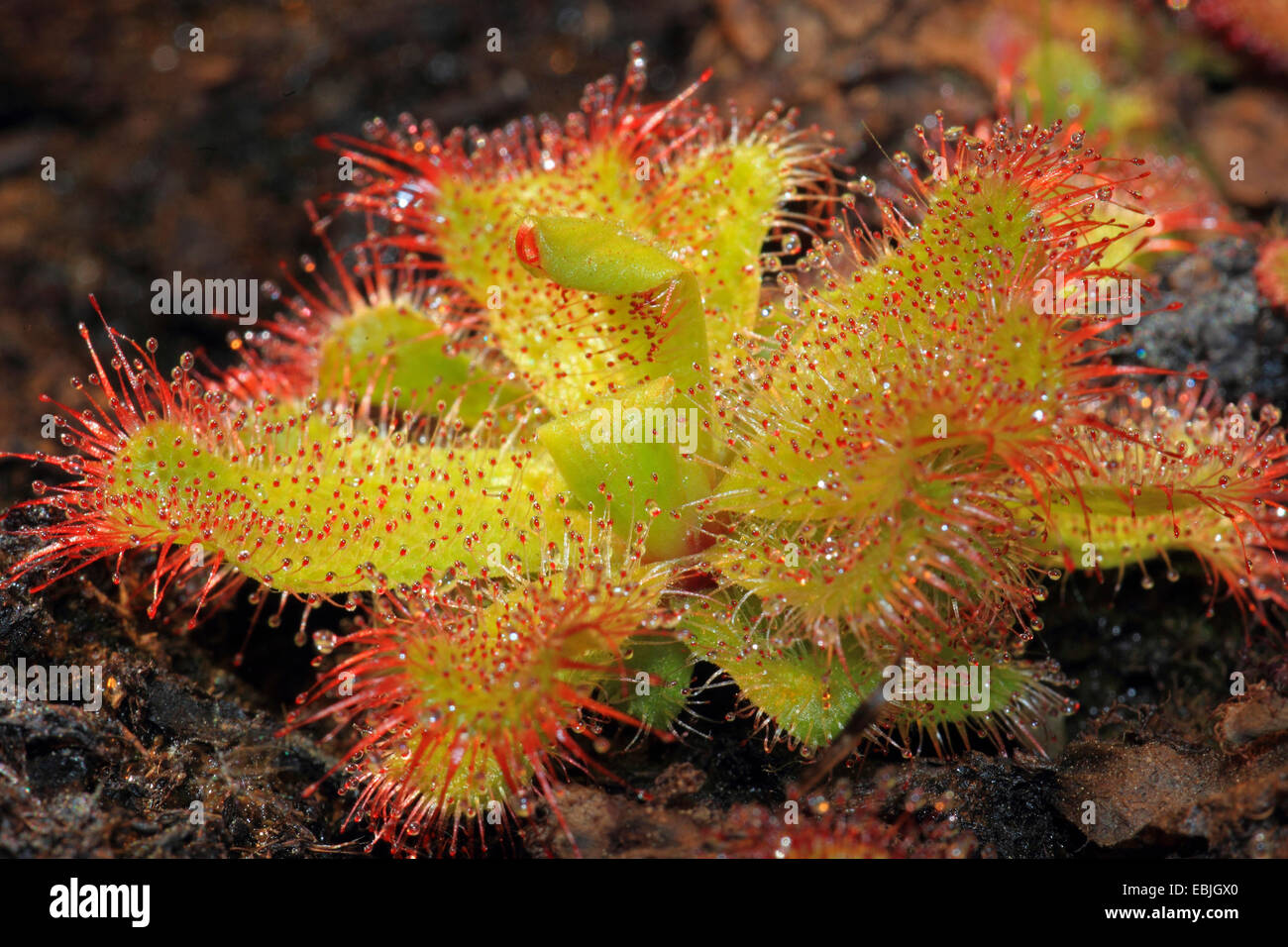 Sundew (Drosera admirabilis) Stock Photo