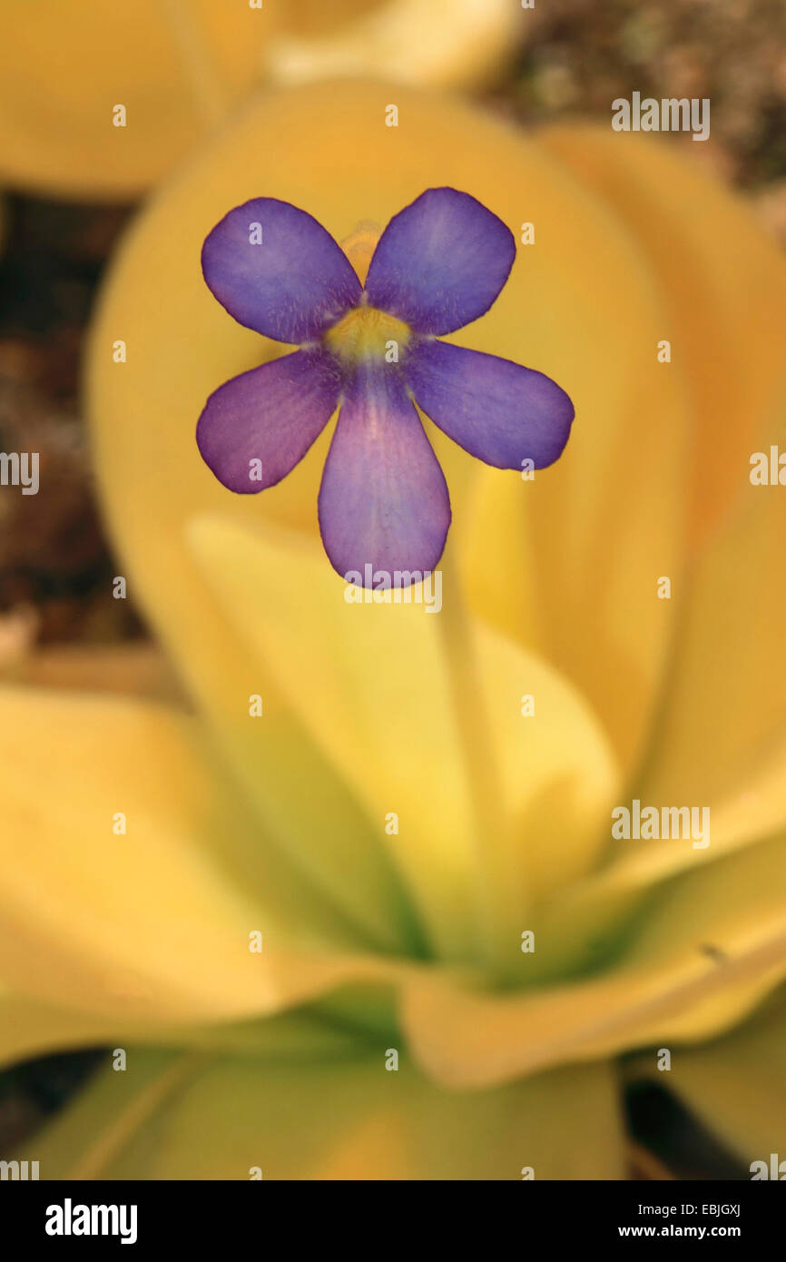 butterwort (Piguicula gigantea), blooming Stock Photo Alamy