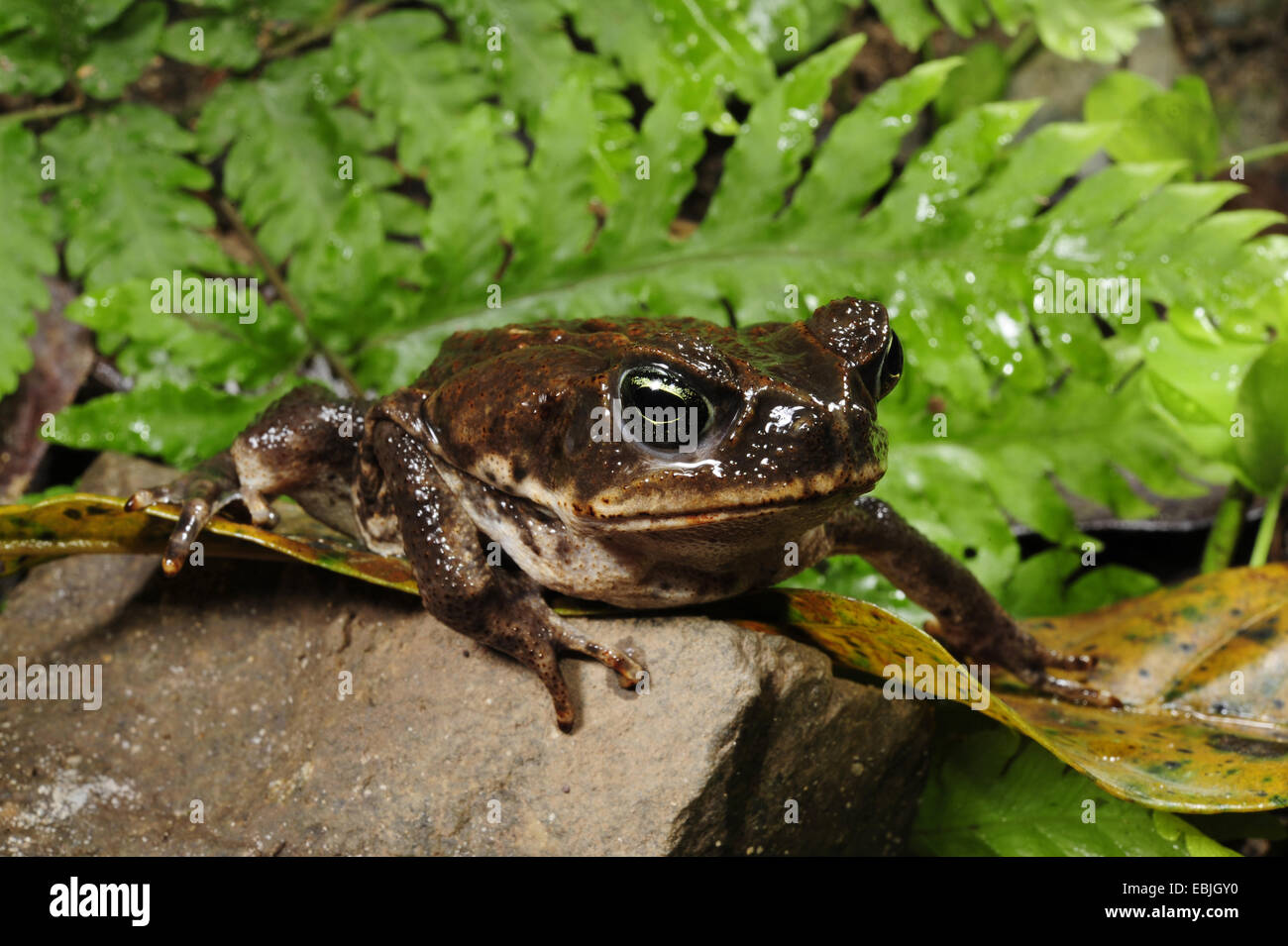Giant toad, Marine toad, Cane toad, South American Neotropical toad (Bufo marinus, Rhinella marina), juvenile, Honduras, Copan Stock Photo
