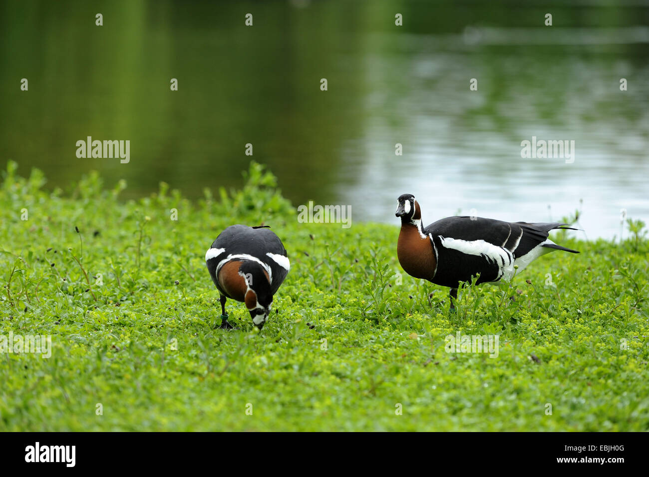 red-breasted goose (Branta ruficollis), two birds in a meadow at a lake shore, Germany Stock Photo
