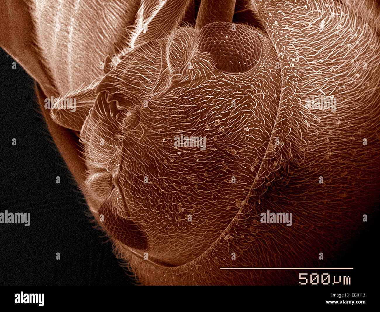 Head of Anobiidae beetle SEM Stock Photo
