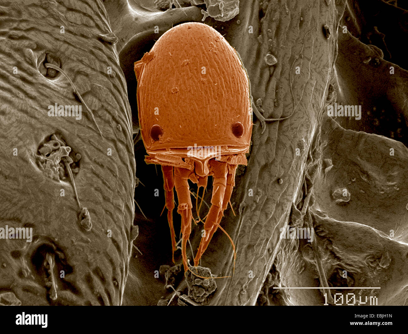 Mite on surface of beetle SEM Stock Photo
