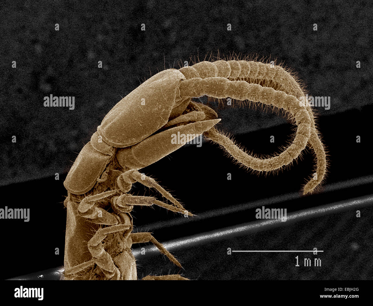 Head and fangs of centipede, Chilopoda SEM Stock Photo