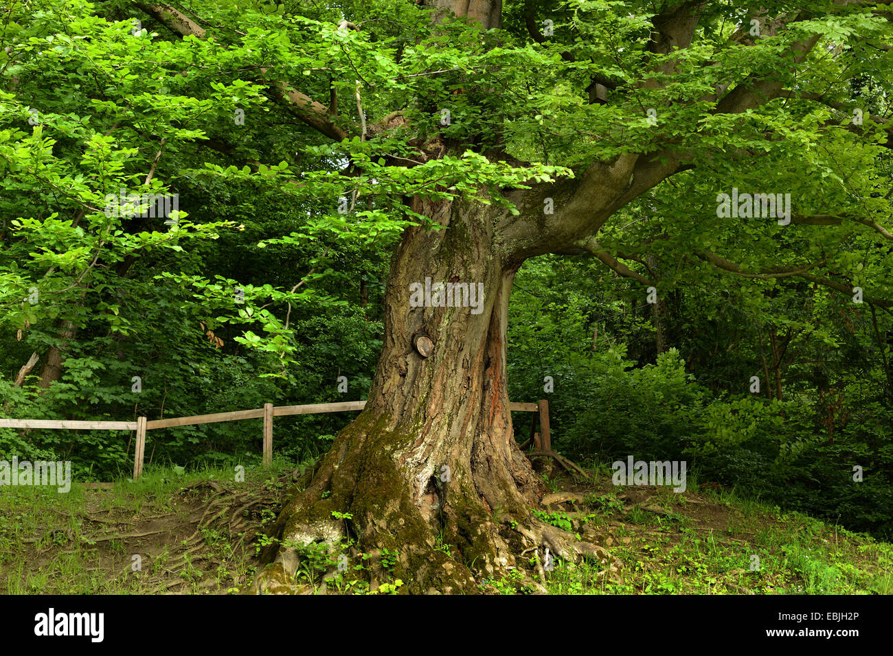 common beech (Fagus sylvatica), old beech in a pak, Austria, Styria Stock Photo