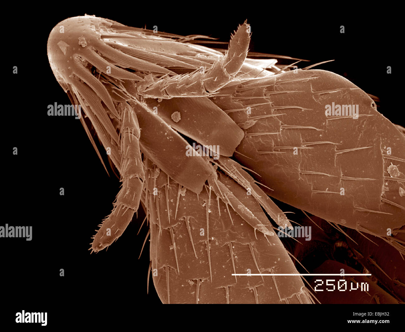 Head and mouth parts of flea, Siphonaptera SEM Stock Photo