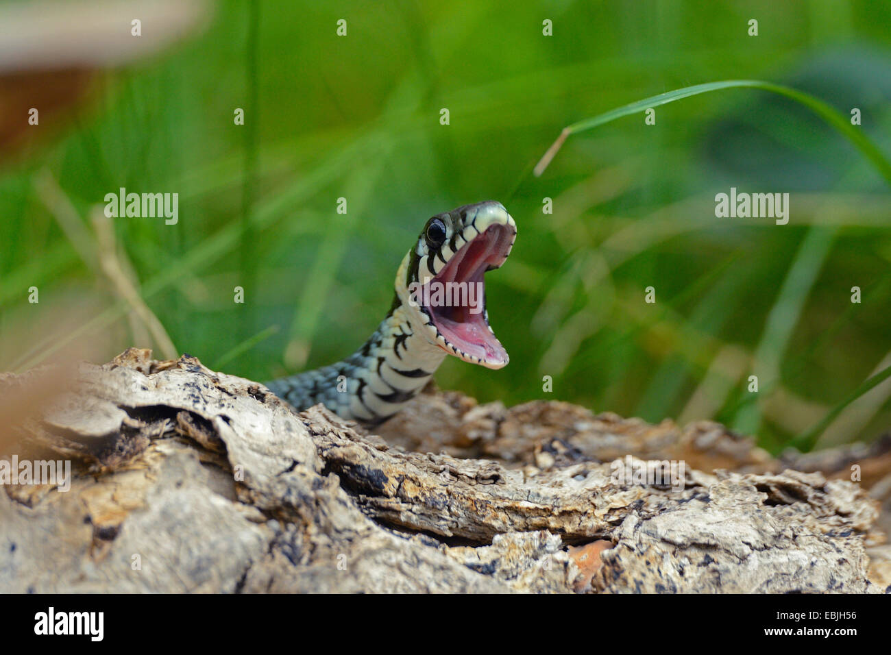 grass snake (Natrix natrix), mouth wide open, Germany Stock Photo