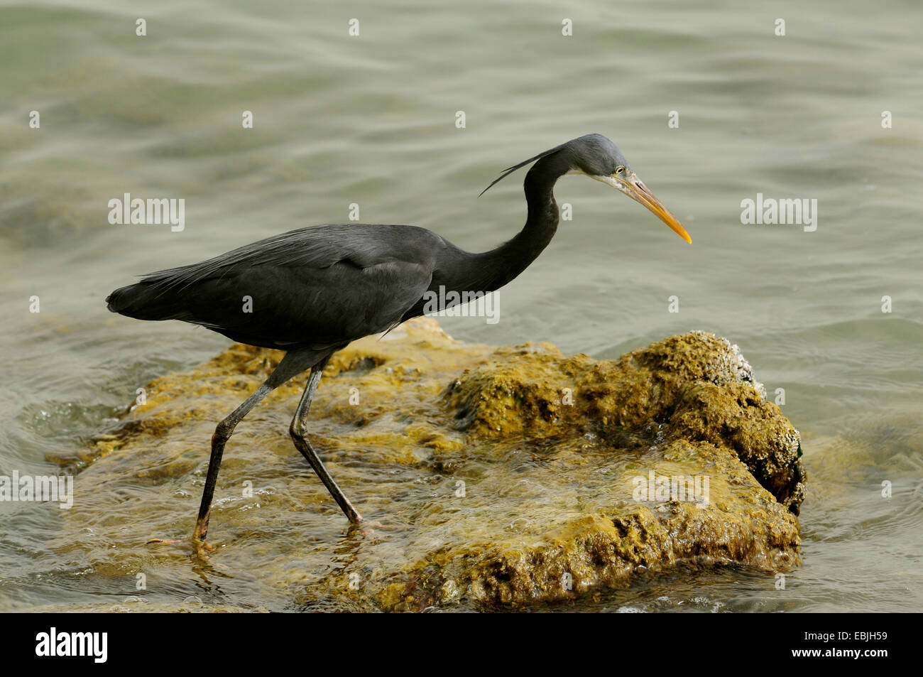 Western Reef Heron (Egretta gularis), dark grey morph, Qatar, Doha Stock Photo